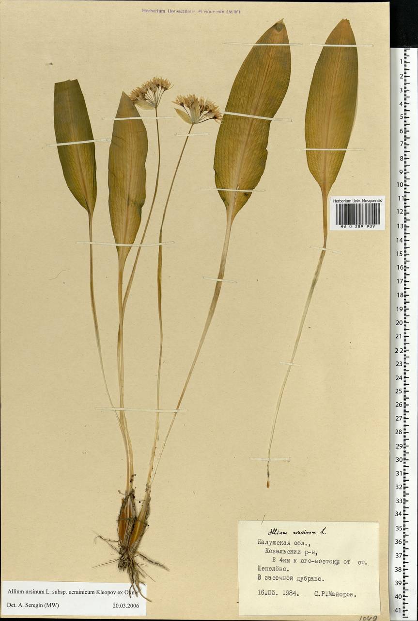 Allium ursinum L., Eastern Europe, Central region (E4) (Russia)