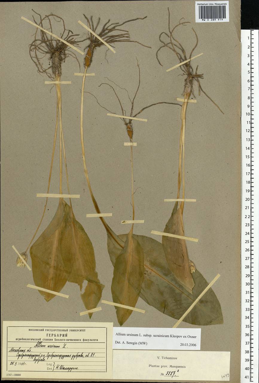 Allium ursinum L., Eastern Europe, Moscow region (E4a) (Russia)