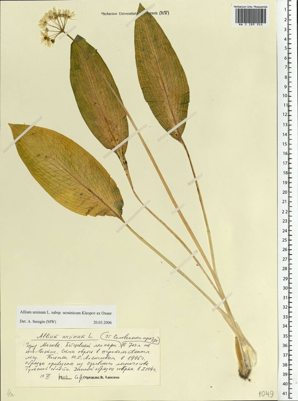 Allium ursinum L., Eastern Europe, Moscow region (E4a) (Russia)