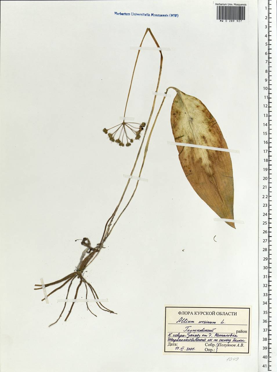 Allium ursinum L., Eastern Europe, Central forest-and-steppe region (E6) (Russia)