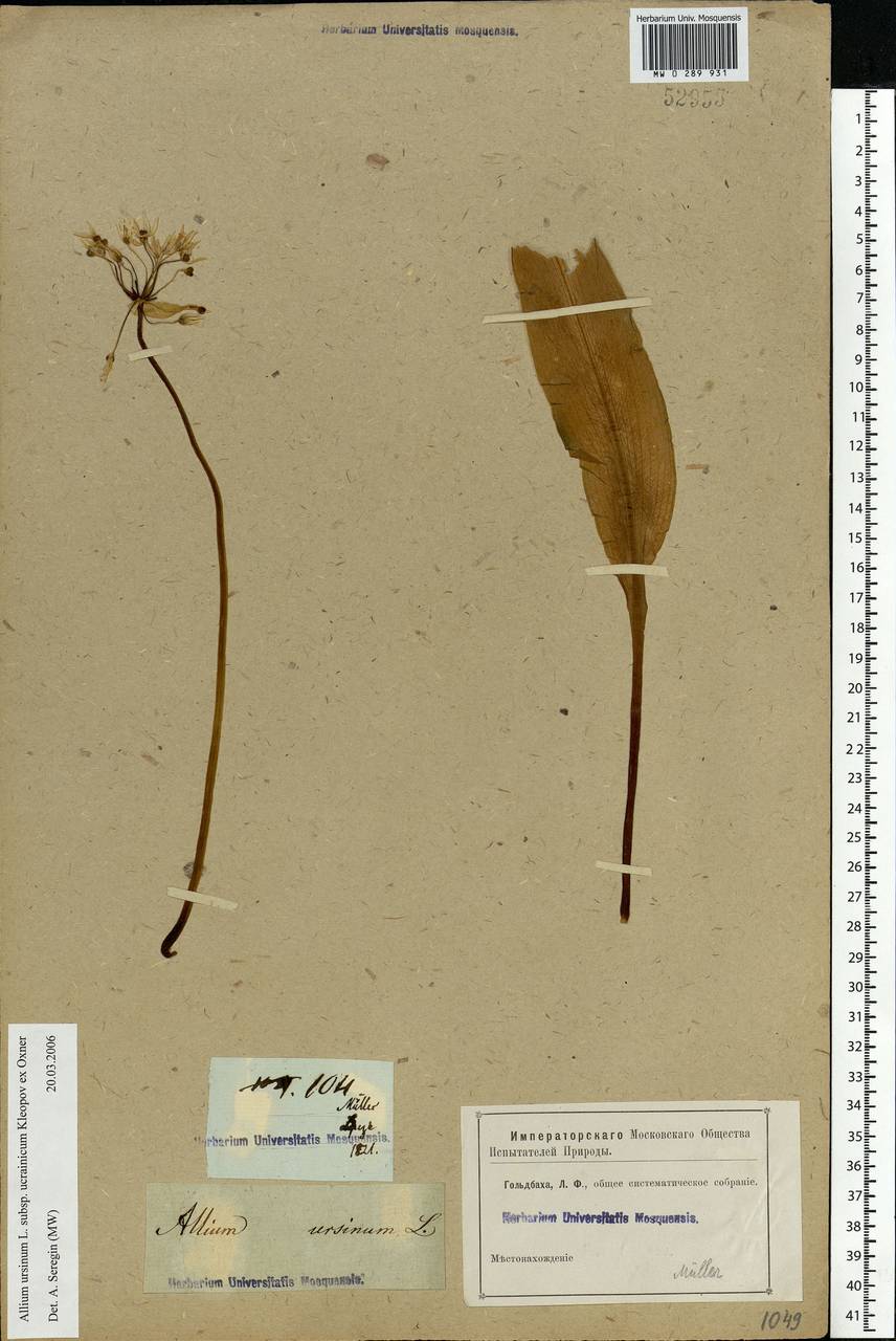 Allium ursinum L., Eastern Europe, Central forest-and-steppe region (E6) (Russia)