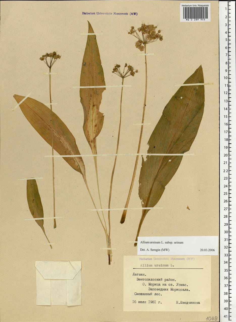 Allium ursinum L., Eastern Europe, Latvia (E2b) (Latvia)