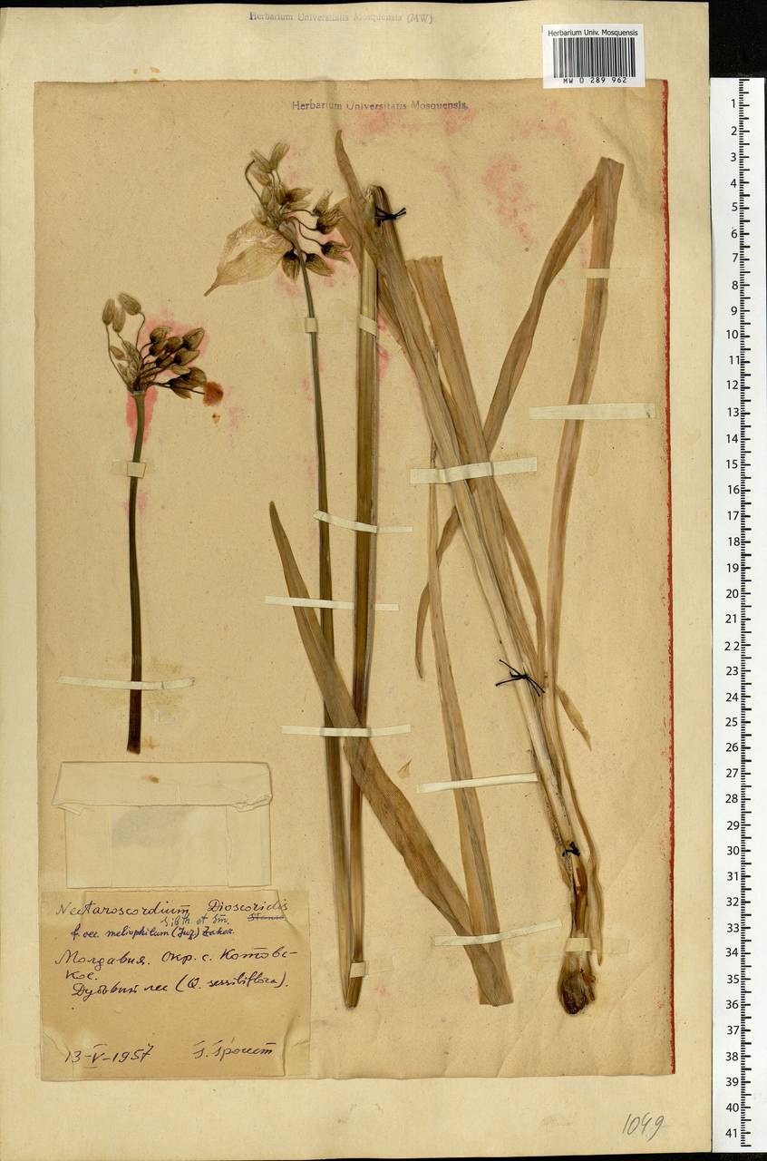 Allium siculum subsp. dioscoridis (Sm.) K.Richt., Eastern Europe, Moldova (E13a) (Moldova)