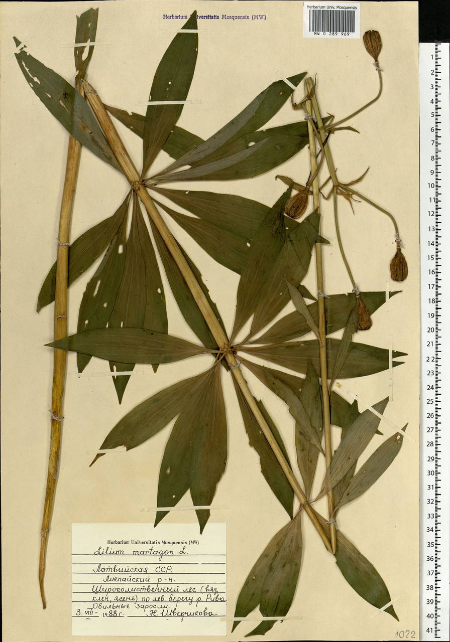 Lilium martagon L., Eastern Europe, Latvia (E2b) (Latvia)
