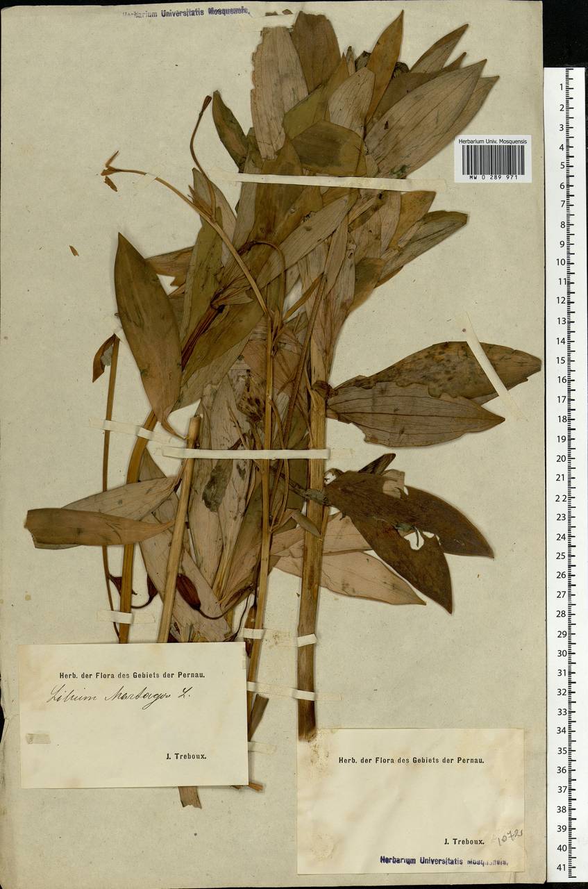 Lilium martagon L., Eastern Europe, Estonia (E2c) (Estonia)