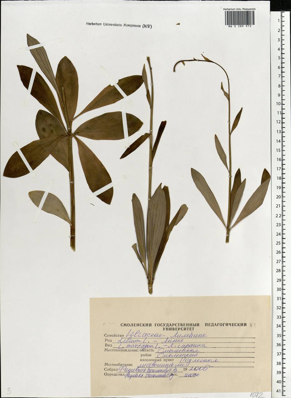 Lilium martagon L., Eastern Europe, Western region (E3) (Russia)
