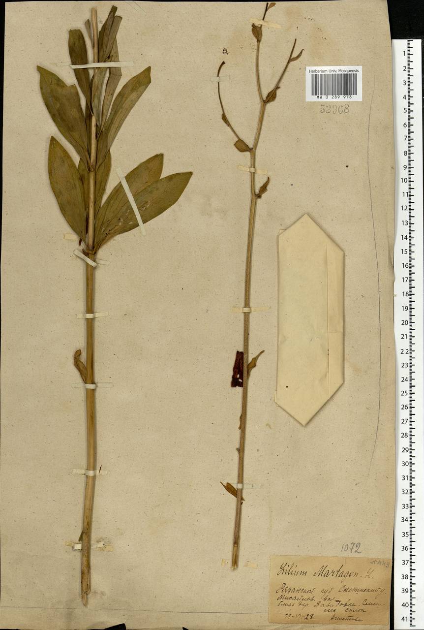 Lilium martagon L., Eastern Europe, Central region (E4) (Russia)