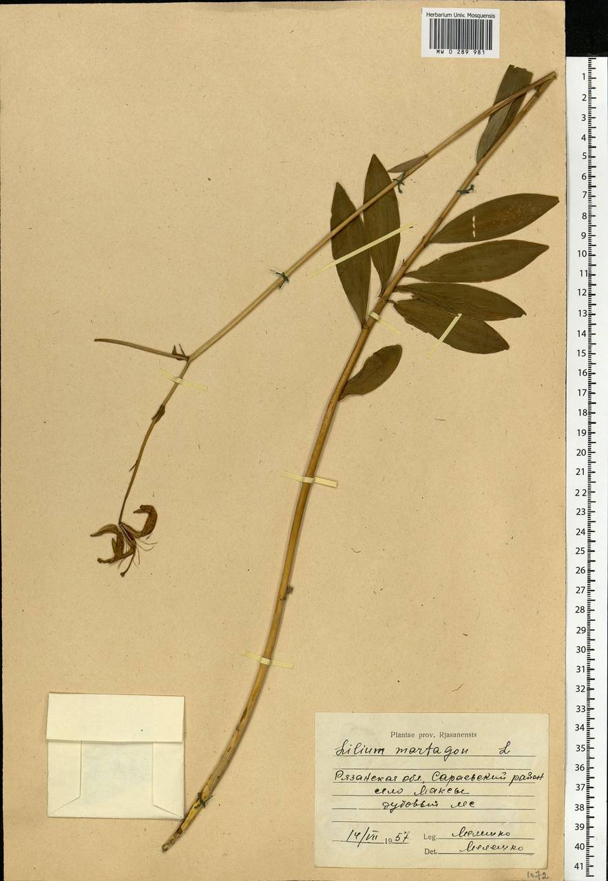 Lilium martagon L., Eastern Europe, Central region (E4) (Russia)