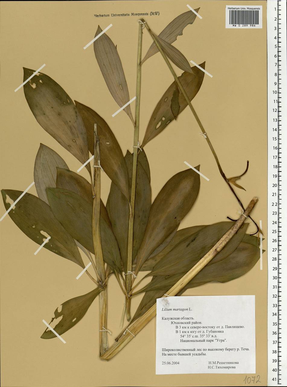 Lilium martagon L., Eastern Europe, Central region (E4) (Russia)