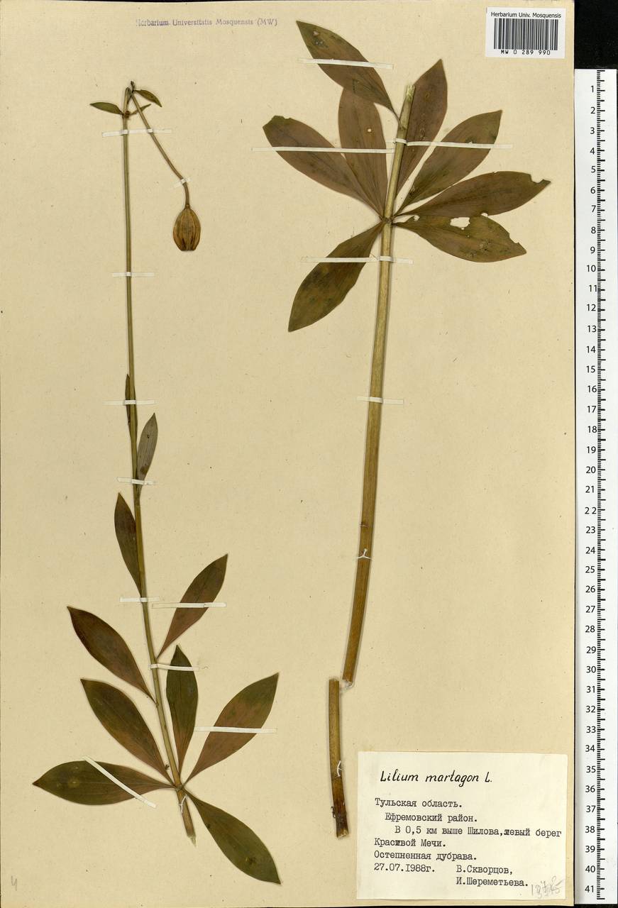 Lilium martagon L., Eastern Europe, Central region (E4) (Russia)