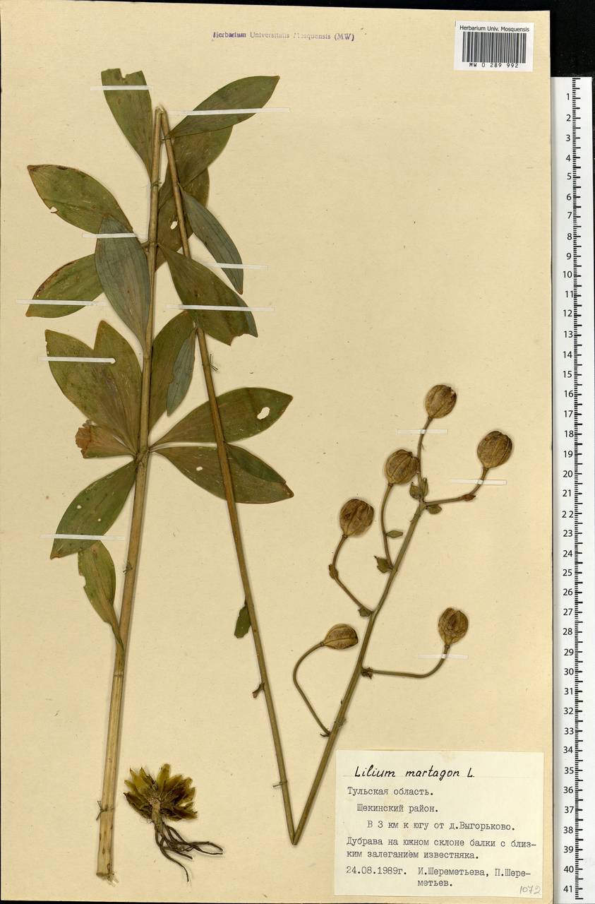 Lilium martagon L., Eastern Europe, Central region (E4) (Russia)