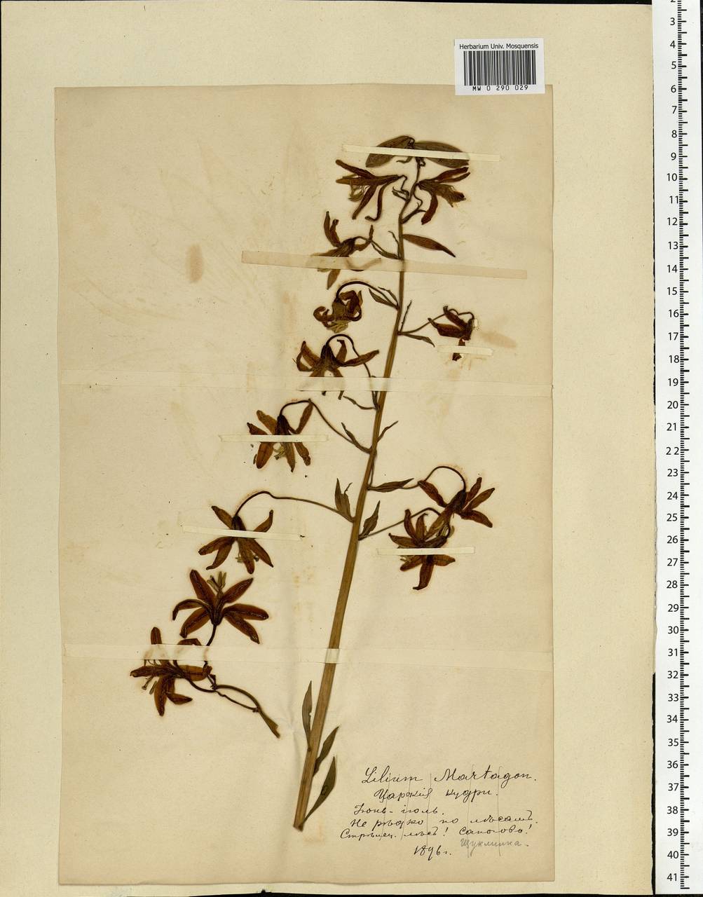 Lilium martagon L., Eastern Europe, Central forest-and-steppe region (E6) (Russia)