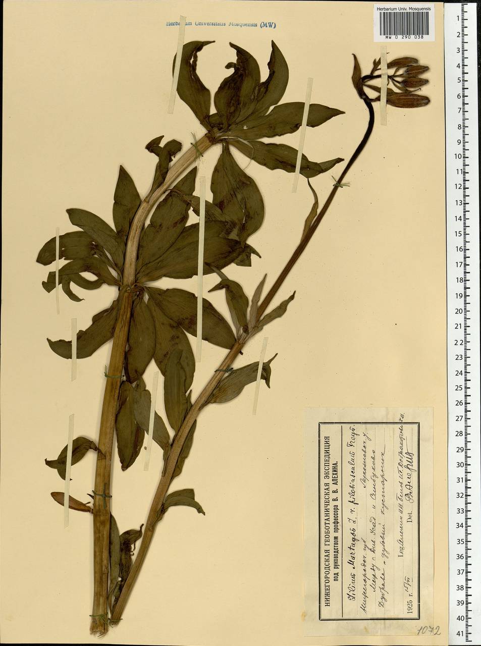 Lilium martagon L., Eastern Europe, Volga-Kama region (E7) (Russia)