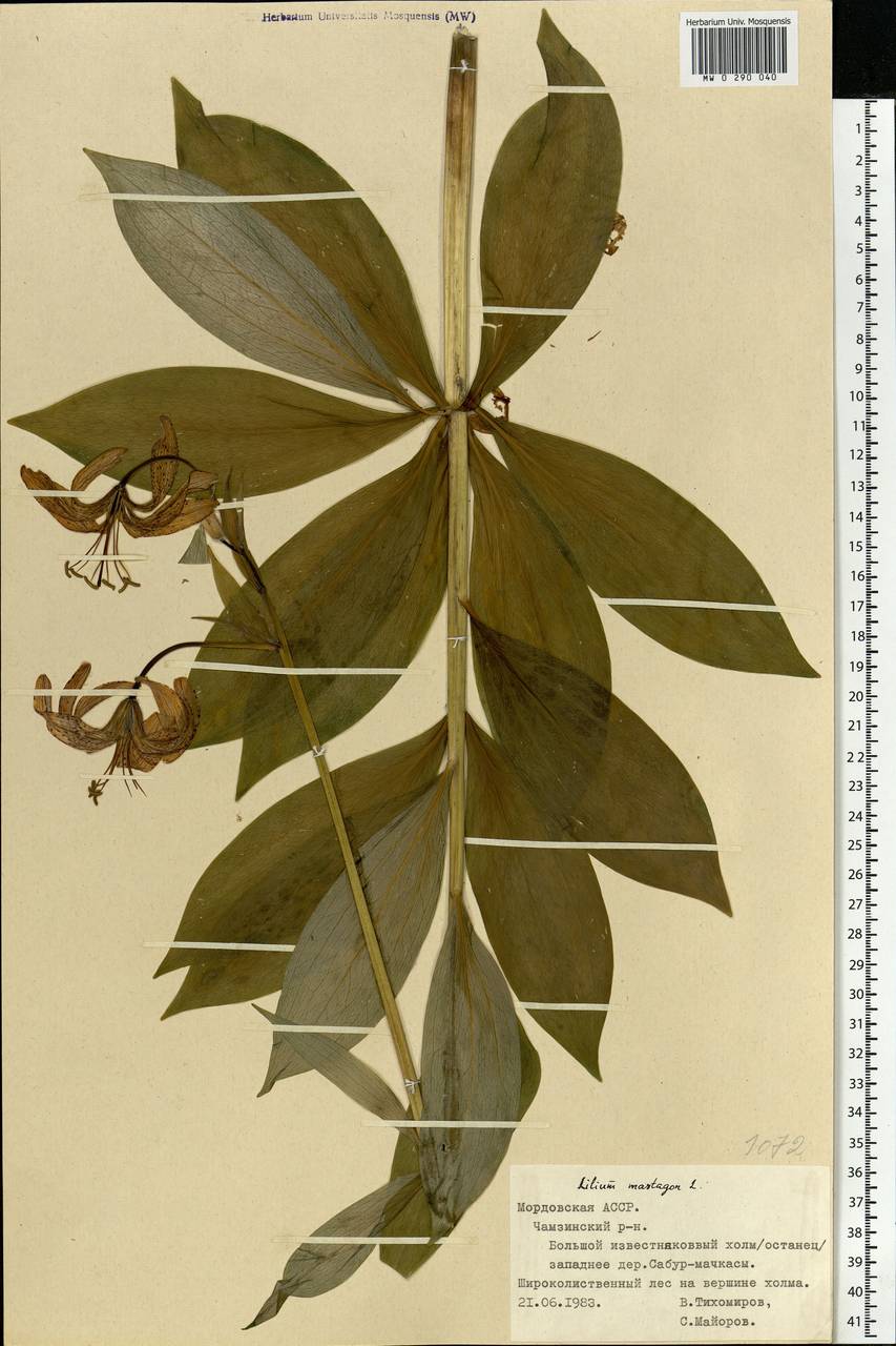 Lilium martagon L., Eastern Europe, Middle Volga region (E8) (Russia)