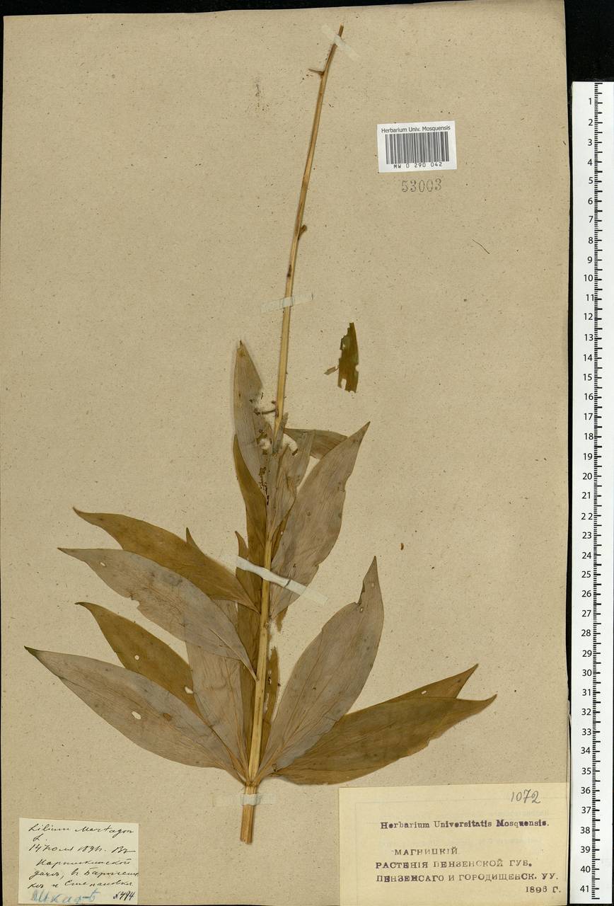 Lilium martagon L., Eastern Europe, Middle Volga region (E8) (Russia)