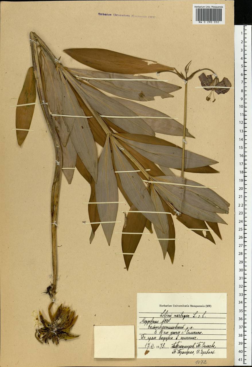 Lilium martagon L., Eastern Europe, Middle Volga region (E8) (Russia)