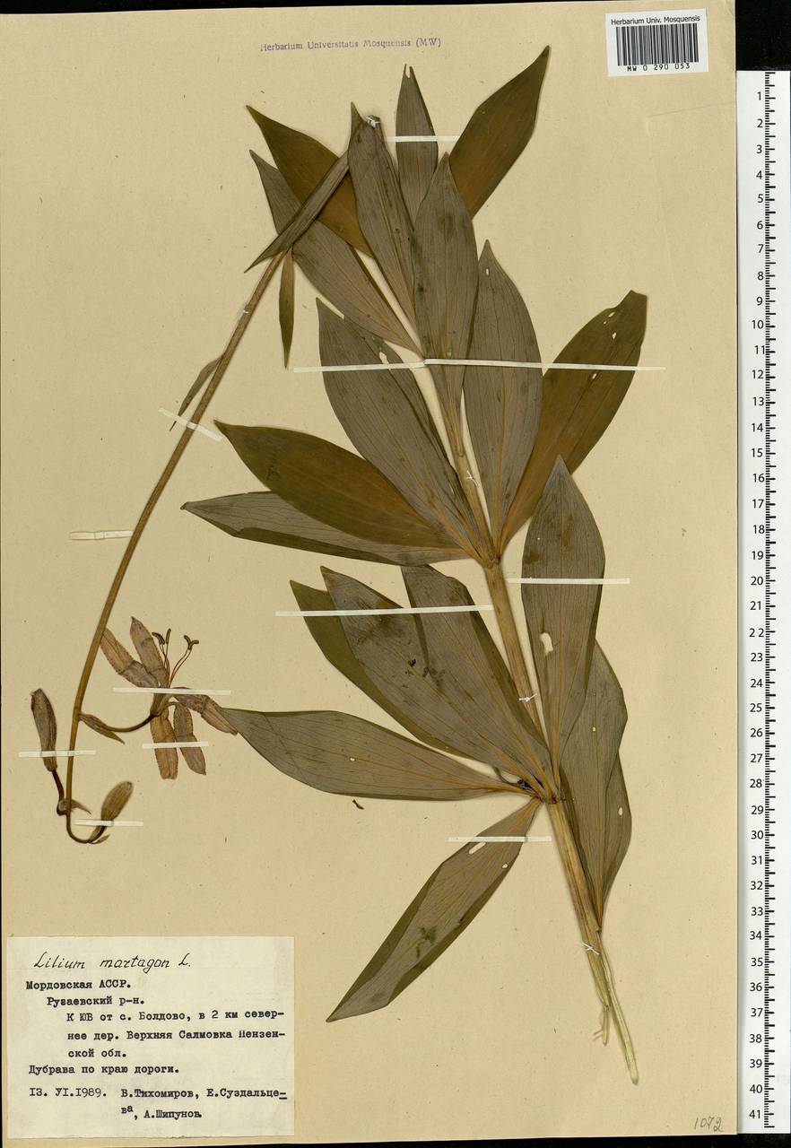 Lilium martagon L., Eastern Europe, Middle Volga region (E8) (Russia)