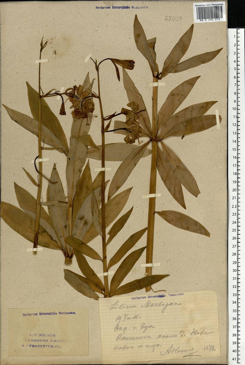 Lilium martagon L., Eastern Europe, Eastern region (E10) (Russia)