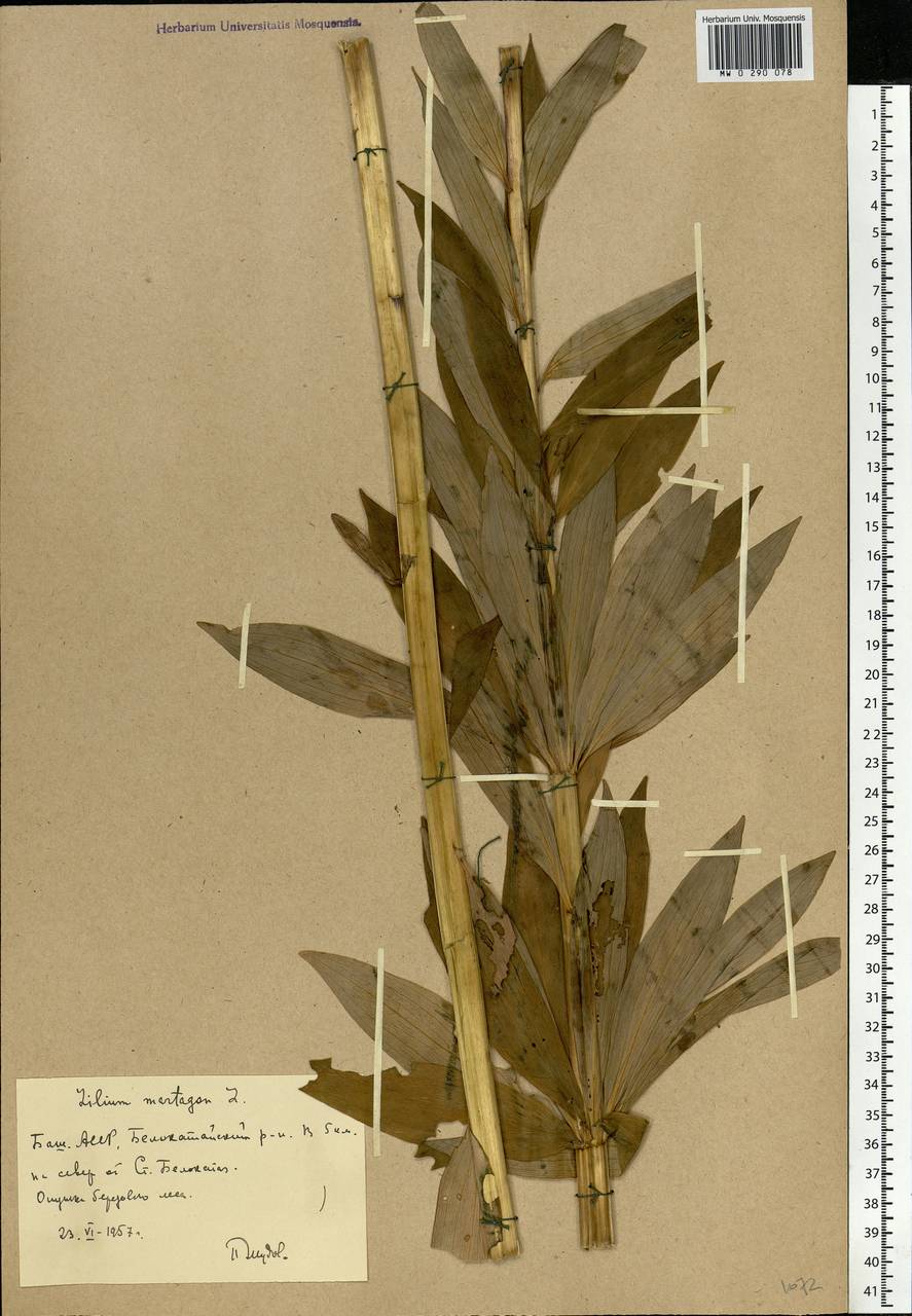 Lilium martagon L., Eastern Europe, Eastern region (E10) (Russia)