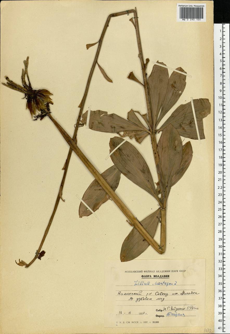 Lilium martagon L., Eastern Europe, Moldova (E13a) (Moldova)