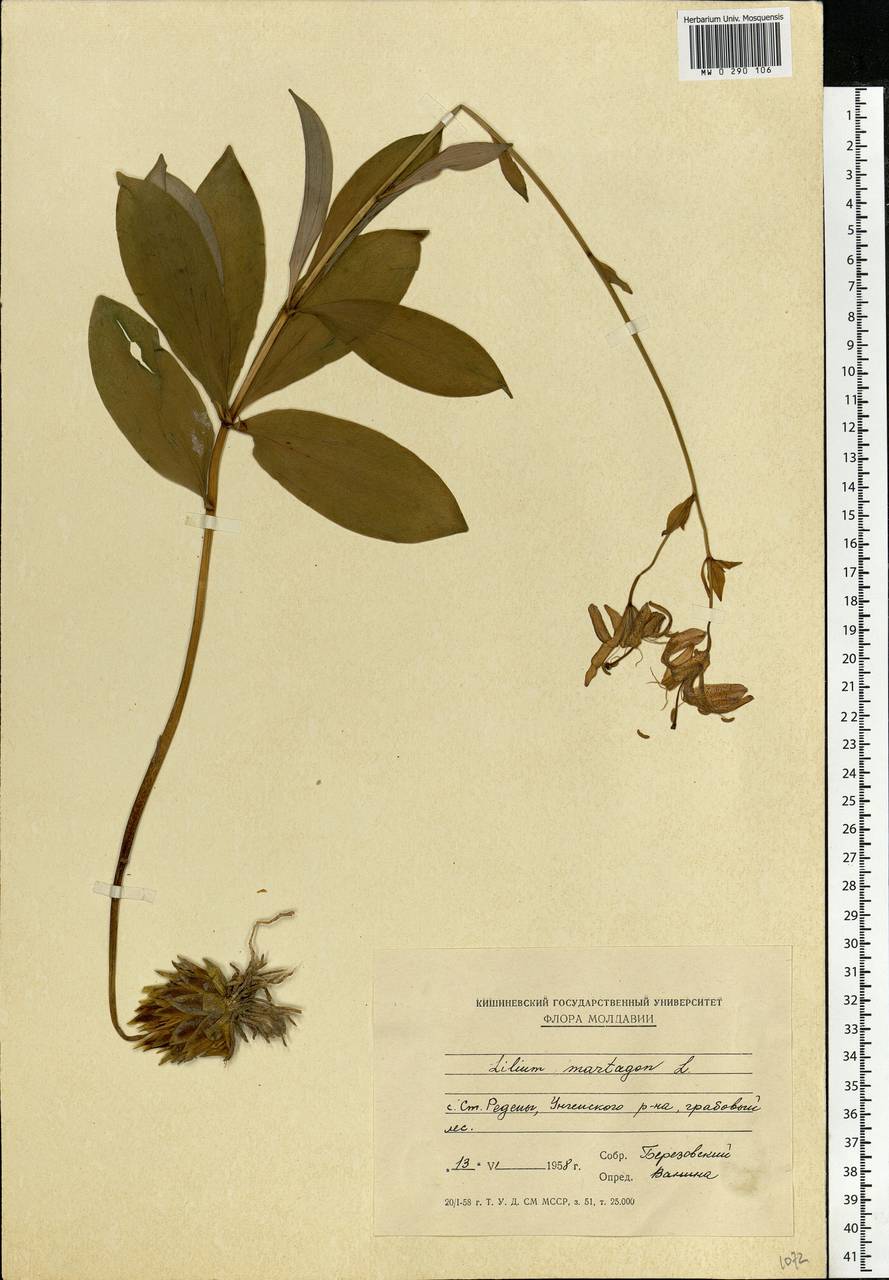 Lilium martagon L., Eastern Europe, Moldova (E13a) (Moldova)