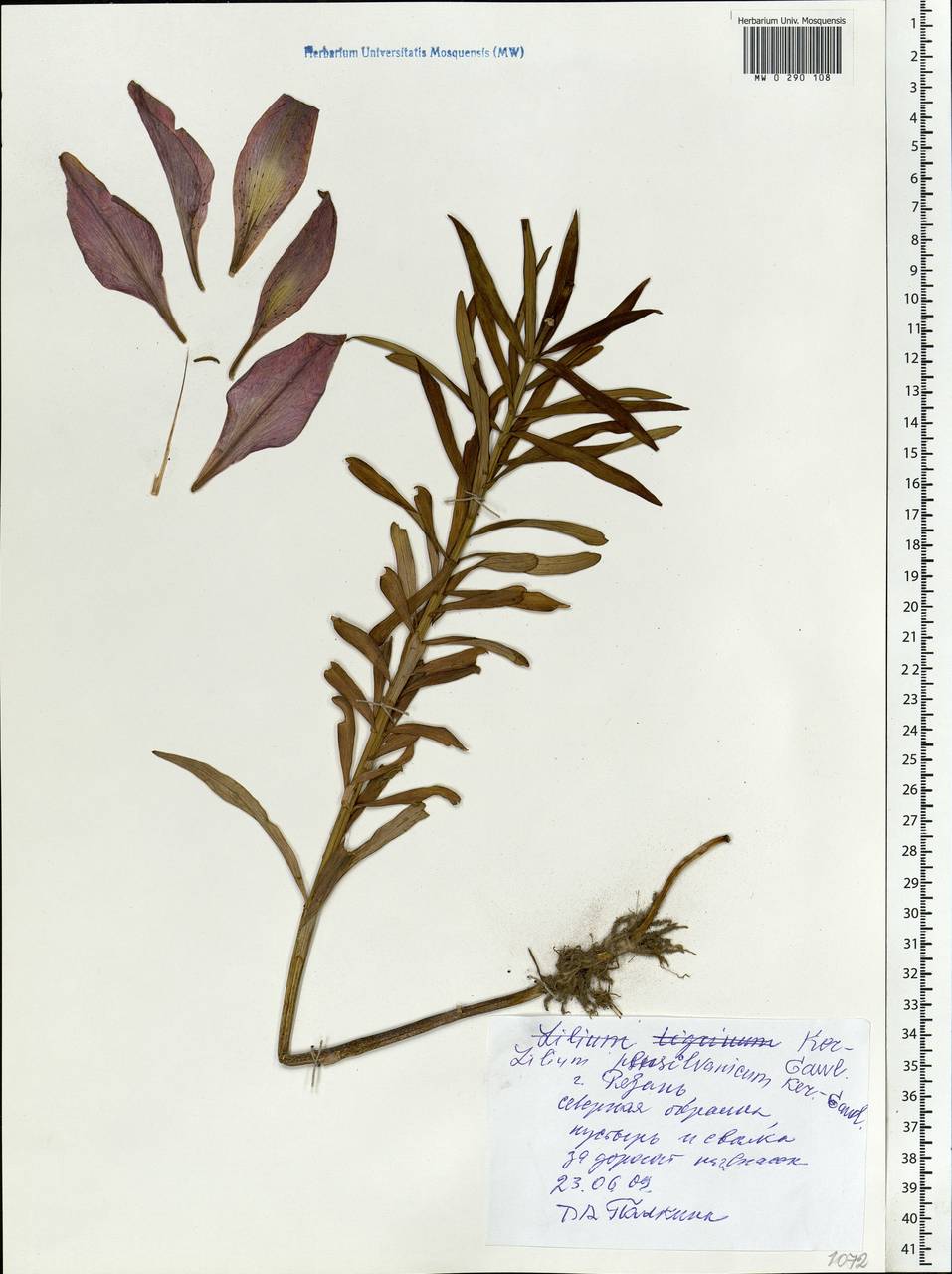 Lilium martagon var. pilosiusculum Freyn, Eastern Europe, Central region (E4) (Russia)