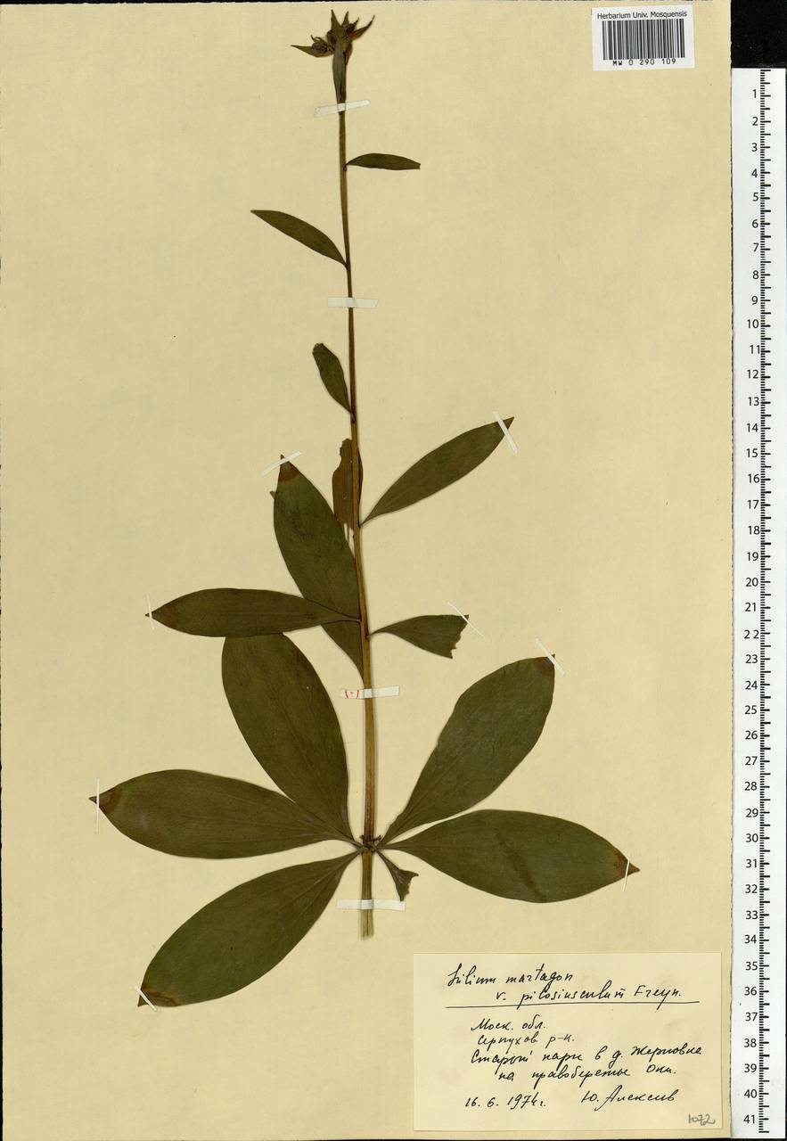 Lilium martagon var. pilosiusculum Freyn, Eastern Europe, Moscow region (E4a) (Russia)