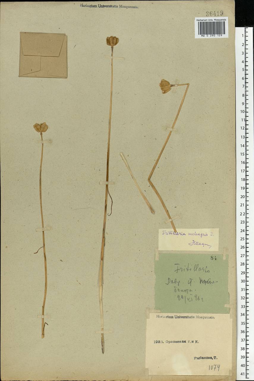 Fritillaria meleagris L., Eastern Europe, Central forest-and-steppe region (E6) (Russia)