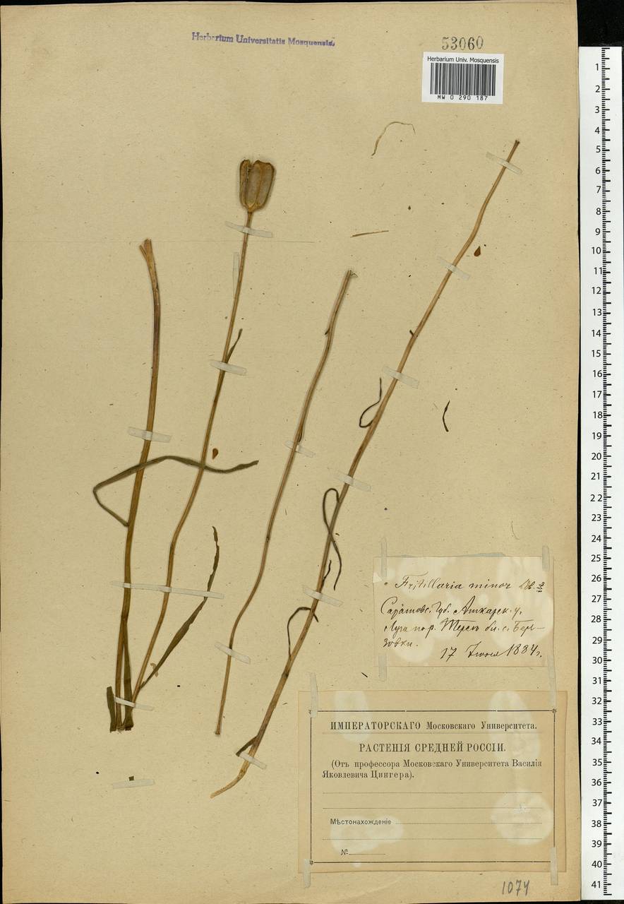 Fritillaria meleagroides Patrin ex Schult. & Schult.f., Eastern Europe, Lower Volga region (E9) (Russia)