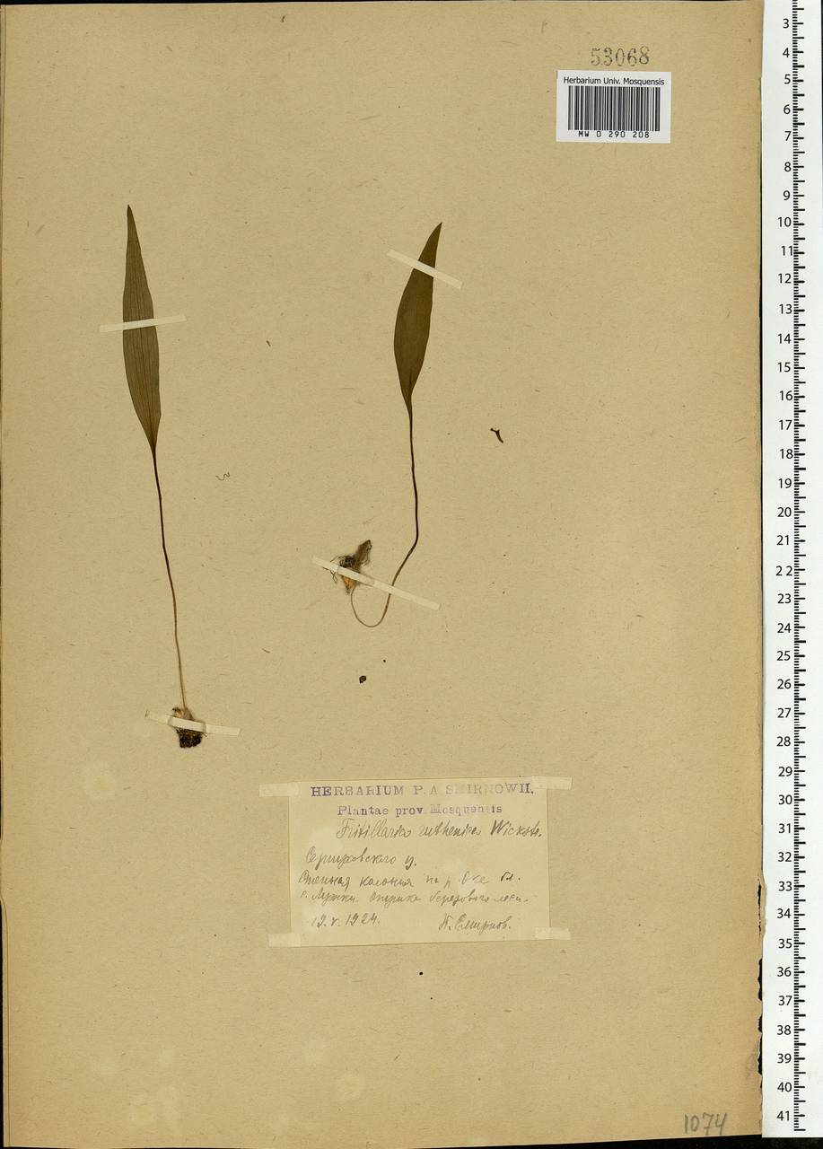 Fritillaria ruthenica Wikst., Eastern Europe, Moscow region (E4a) (Russia)