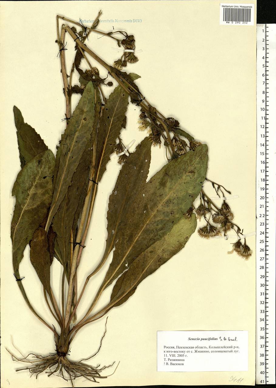 Jacobaea racemosa subsp. kirghisica (DC.) Galasso & Bartolucci, Eastern Europe, Middle Volga region (E8) (Russia)