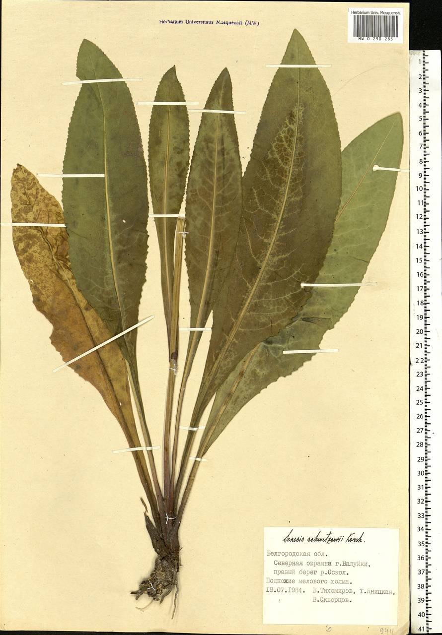 Senecio macrophyllus M. Bieb., Eastern Europe, Central forest-and-steppe region (E6) (Russia)