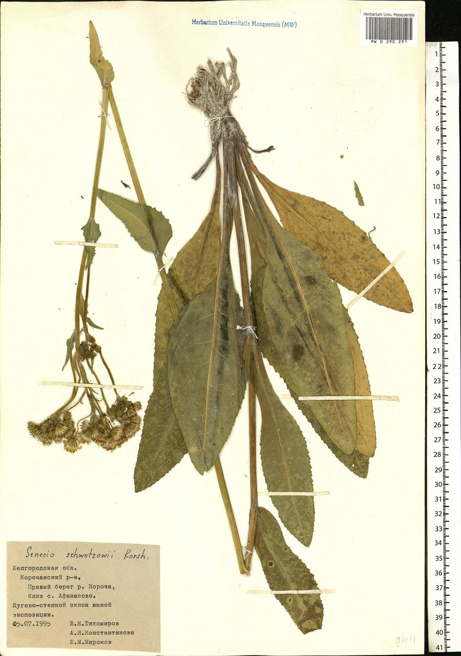 Senecio macrophyllus M. Bieb., Eastern Europe, Central forest-and-steppe region (E6) (Russia)