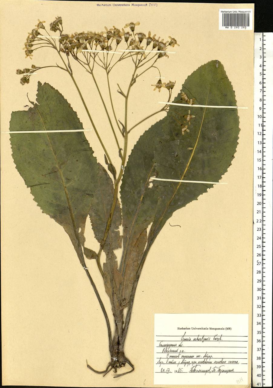 Senecio macrophyllus M. Bieb., Eastern Europe, Central forest-and-steppe region (E6) (Russia)