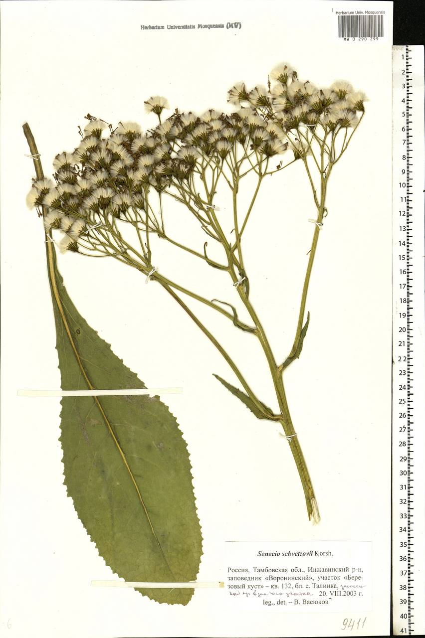 Senecio macrophyllus M. Bieb., Eastern Europe, Central forest-and-steppe region (E6) (Russia)