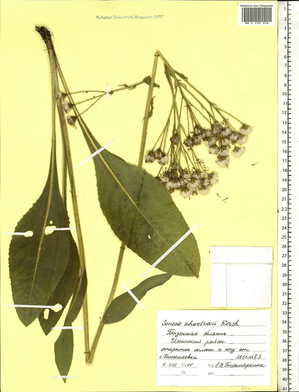 Senecio macrophyllus M. Bieb., Eastern Europe, Middle Volga region (E8) (Russia)