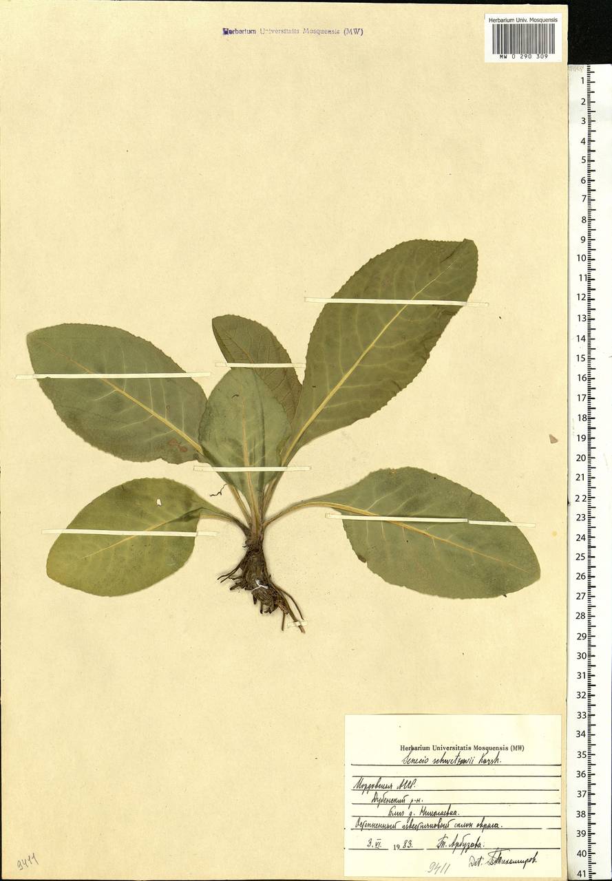 Senecio macrophyllus M. Bieb., Eastern Europe, Middle Volga region (E8) (Russia)