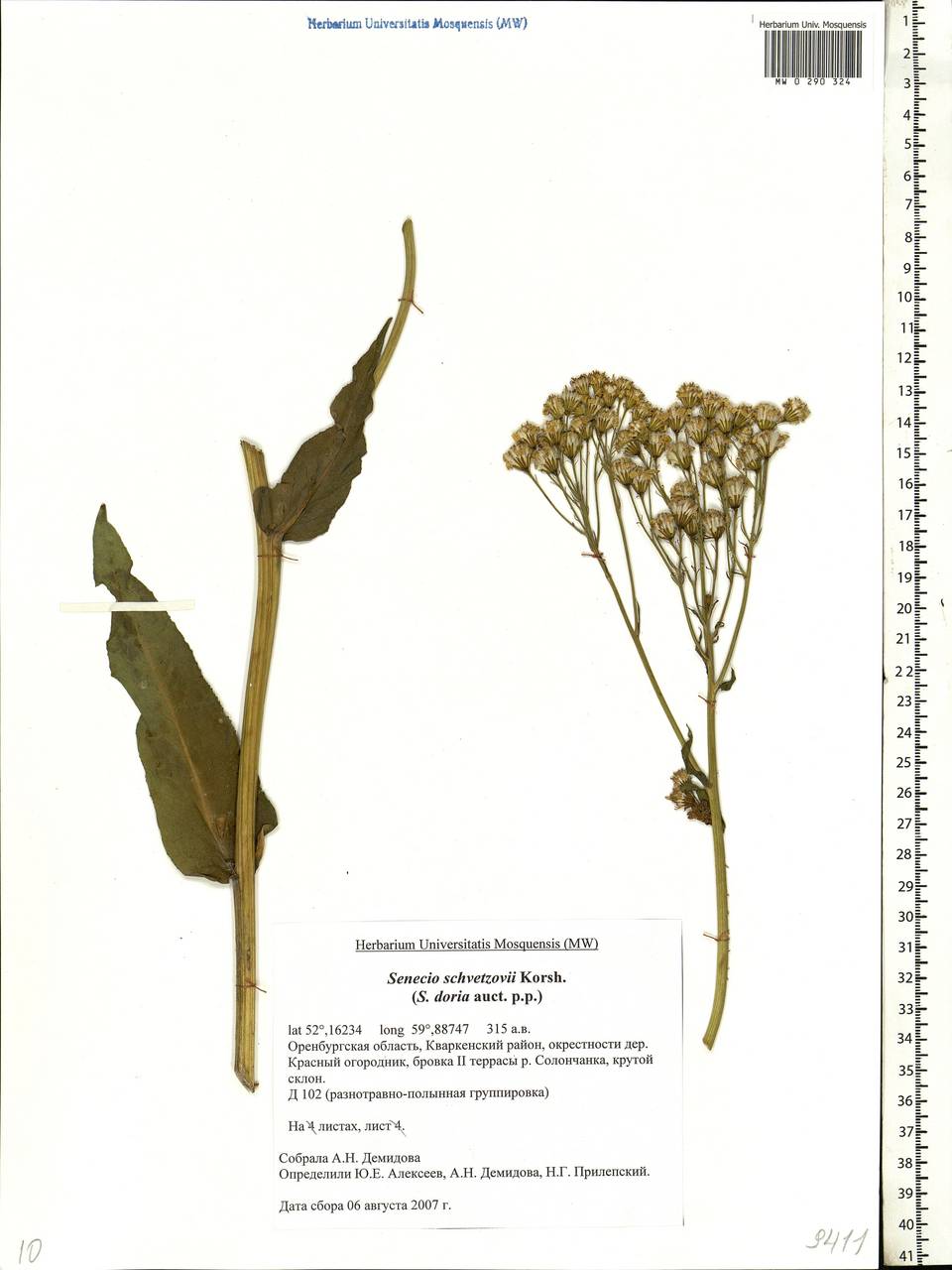 Senecio macrophyllus M. Bieb., Eastern Europe, Eastern region (E10) (Russia)