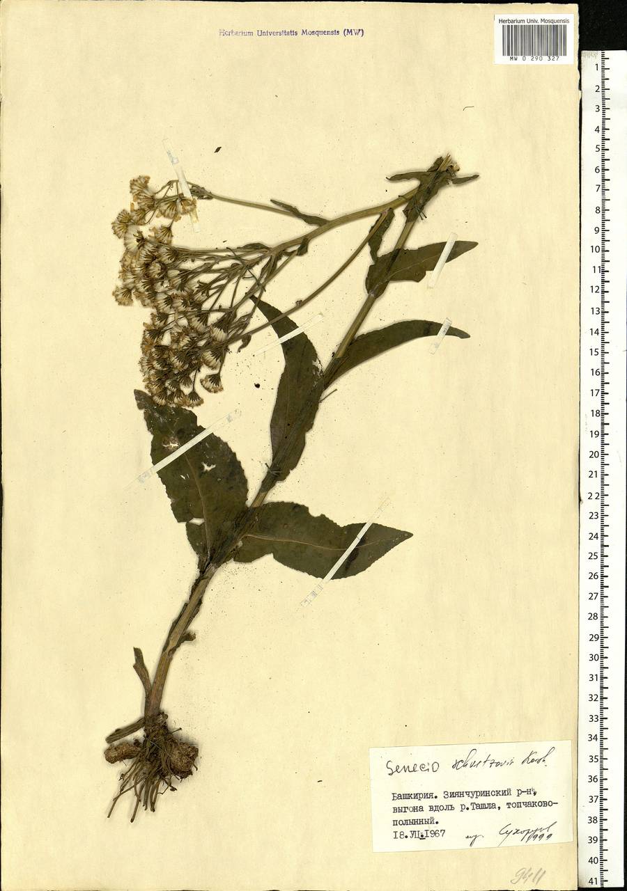 Senecio macrophyllus M. Bieb., Eastern Europe, Eastern region (E10) (Russia)