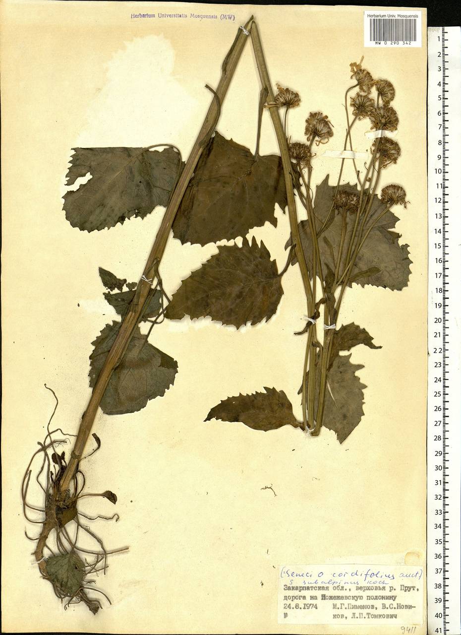 Jacobaea subalpina (W. D. J. Koch) Pelser & Veldkamp, Eastern Europe, West Ukrainian region (E13) (Ukraine)