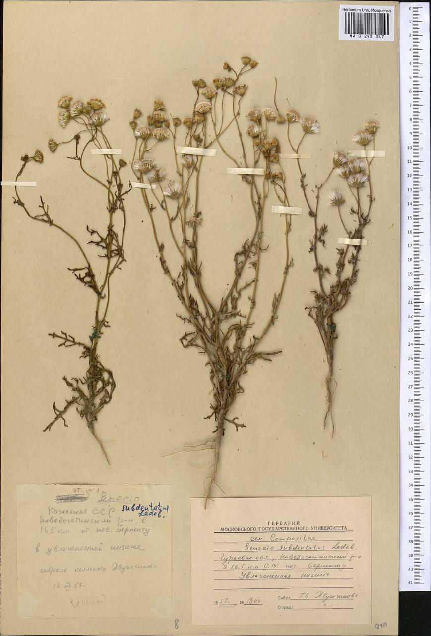 Senecio subdentatus Ledeb., Middle Asia, Caspian Ustyurt & Northern Aralia (M8) (Kazakhstan)