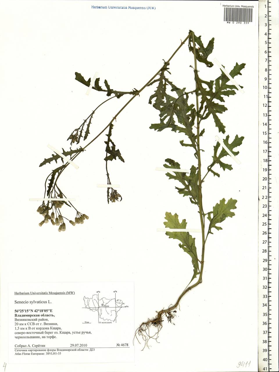 Senecio sylvaticus L., Eastern Europe, Central region (E4) (Russia)