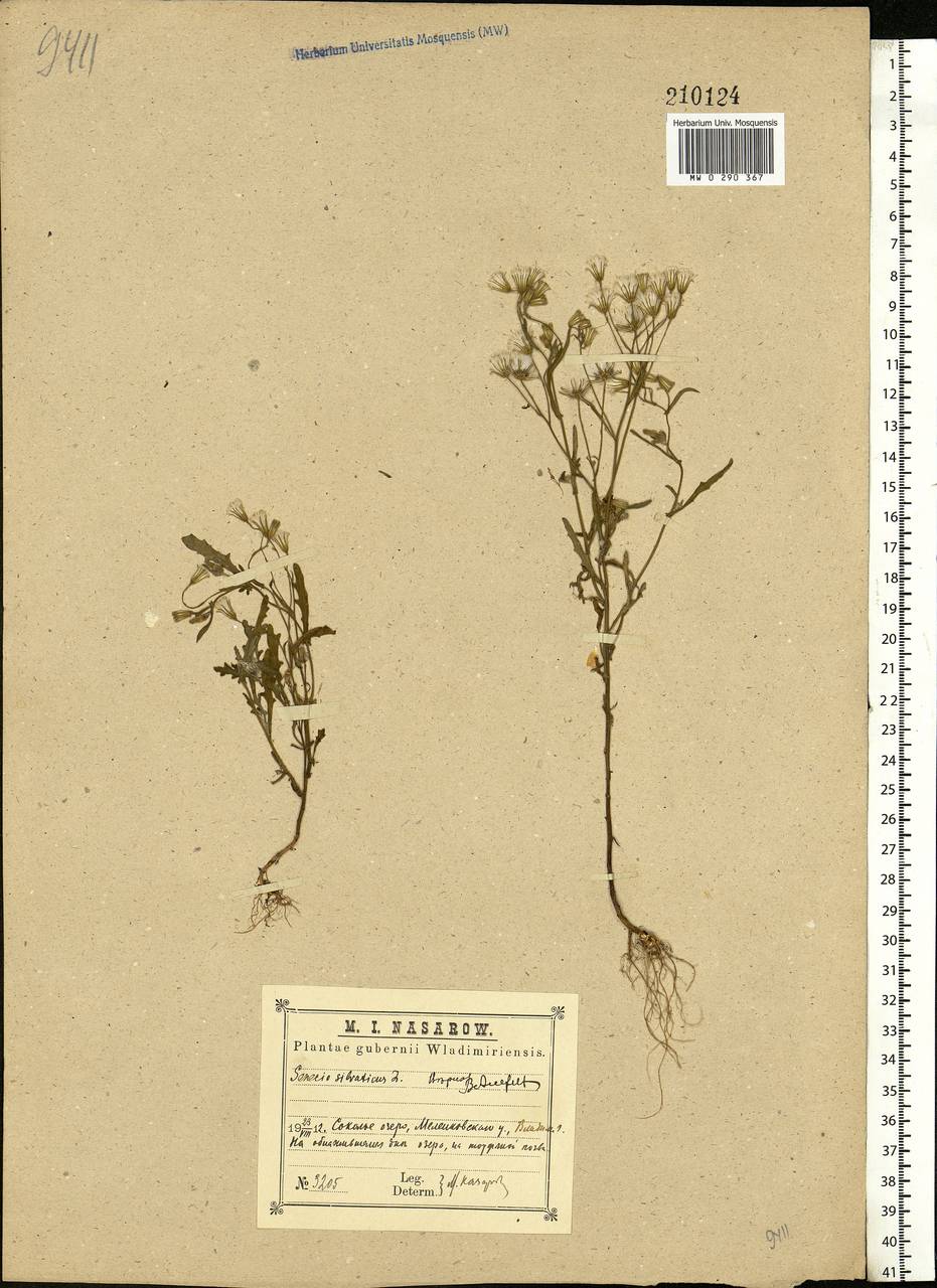 Senecio sylvaticus L., Eastern Europe, Central region (E4) (Russia)