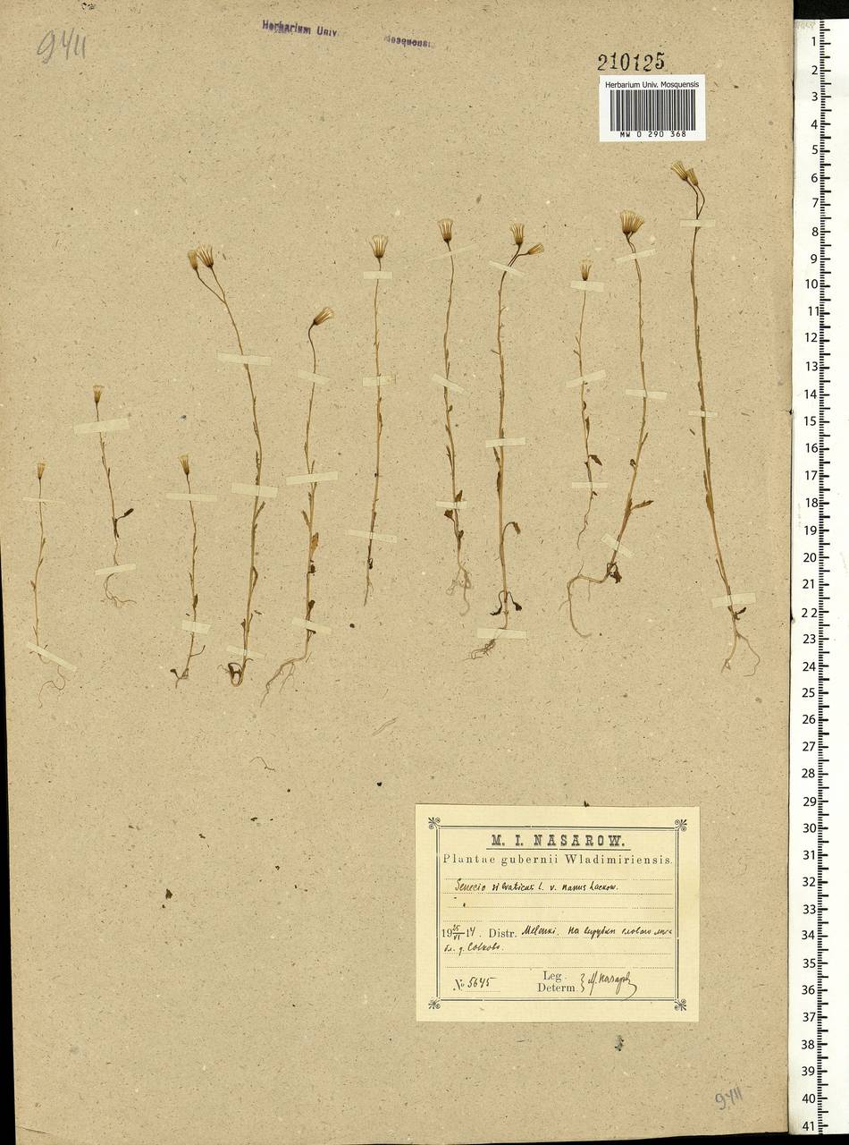 Senecio sylvaticus L., Eastern Europe, Central region (E4) (Russia)