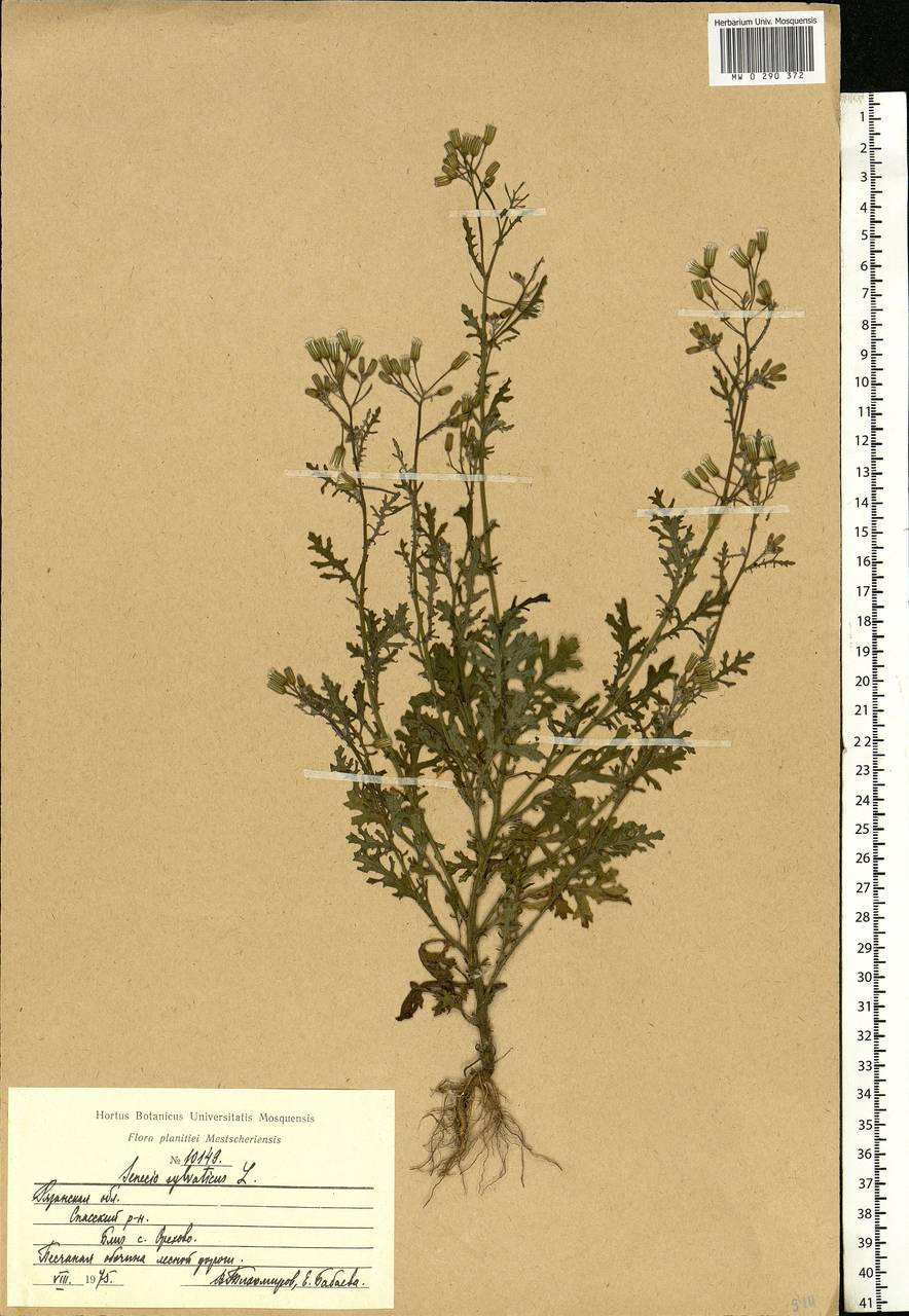 Senecio sylvaticus L., Eastern Europe, Central region (E4) (Russia)