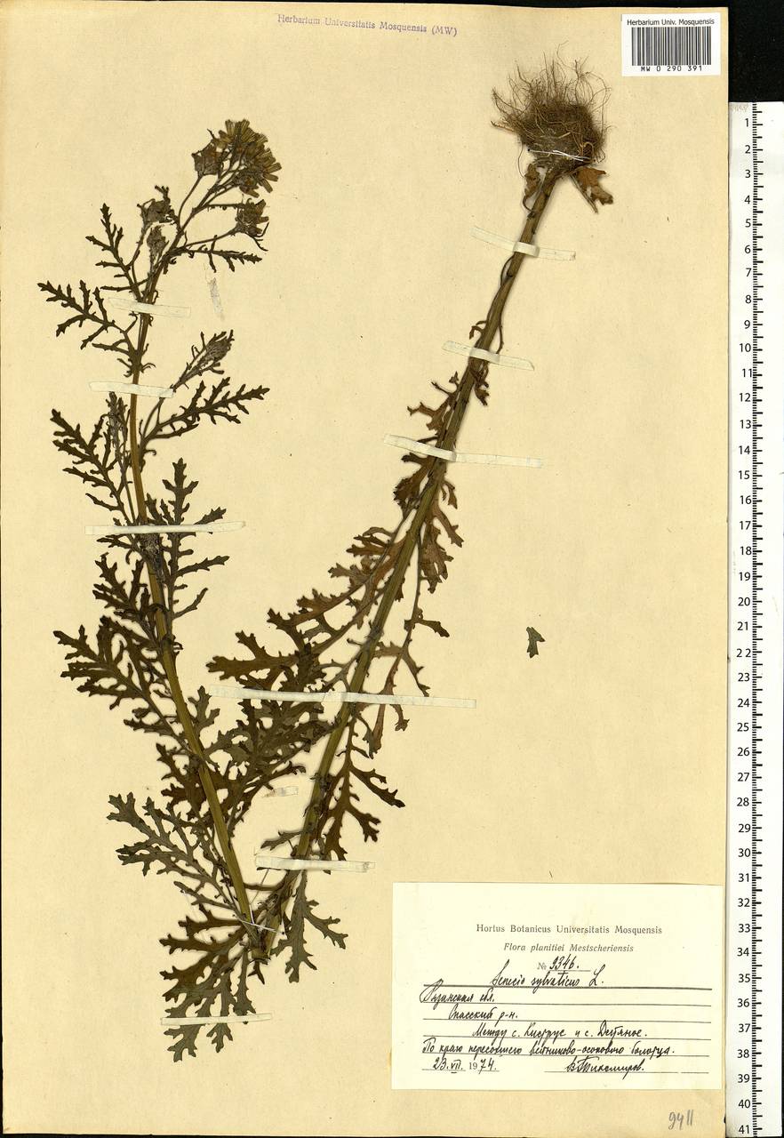 Senecio sylvaticus L., Eastern Europe, Central region (E4) (Russia)