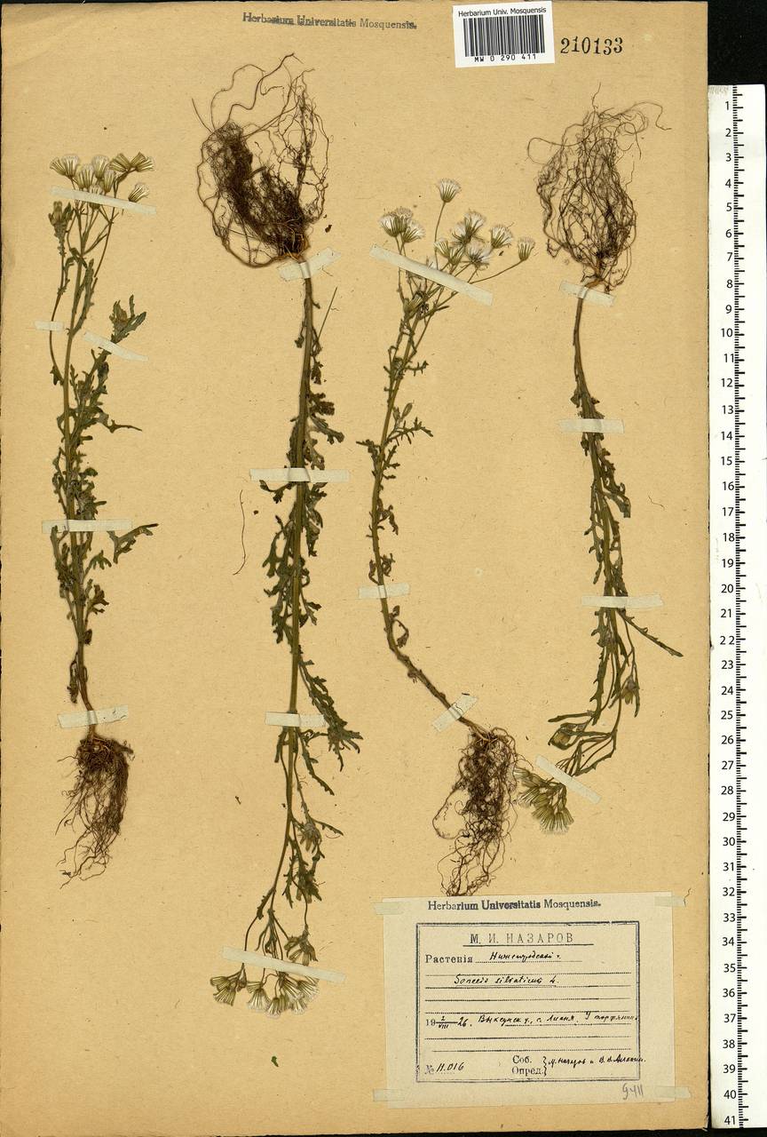 Senecio sylvaticus L., Eastern Europe, Volga-Kama region (E7) (Russia)