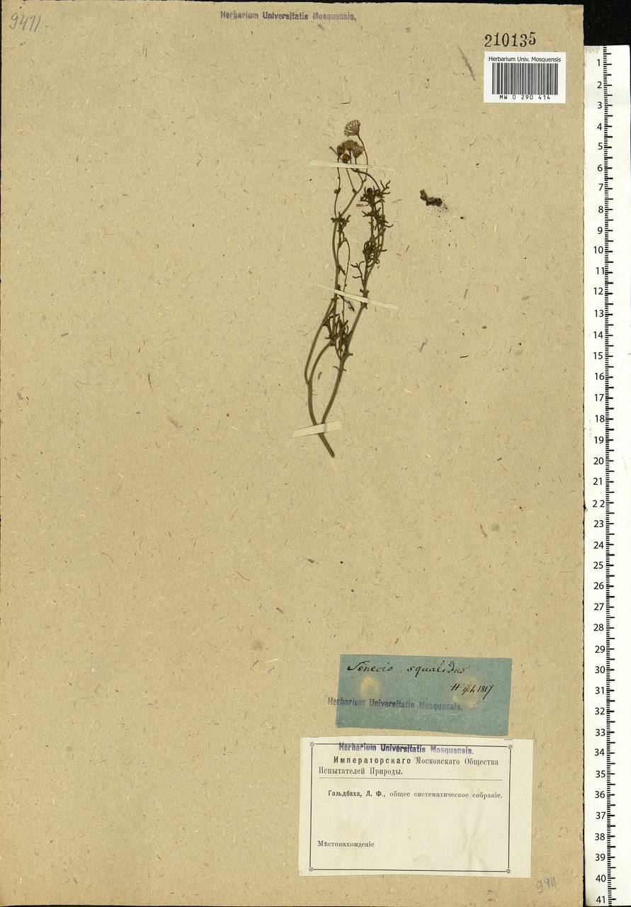 Senecio squalidus L., Eastern Europe, Rostov Oblast (E12a) (Russia)