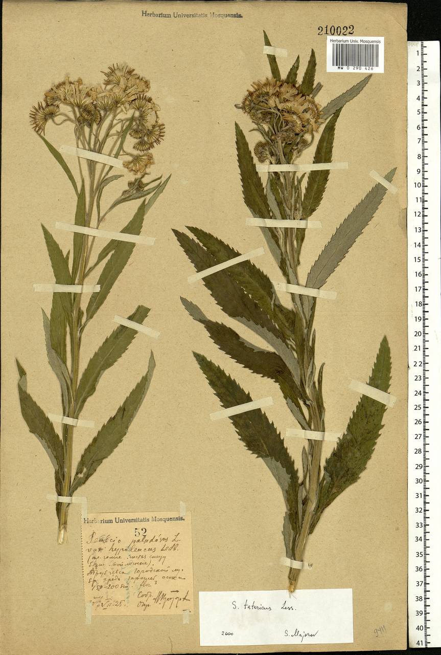 Jacobaea paludosa subsp. lanata (Holub) B. Nord., Eastern Europe, Western region (E3) (Russia)