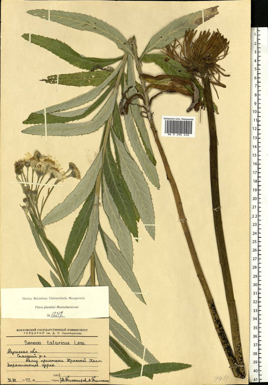 Jacobaea paludosa subsp. lanata (Holub) B. Nord., Eastern Europe, Central region (E4) (Russia)